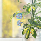 Morning Glory Kristall Sonnenfänger Glasmalerei Fensterschmuck 3x10 Zoll Buntglas